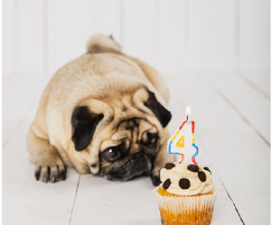 pasteleria-canina-y-felina-225854